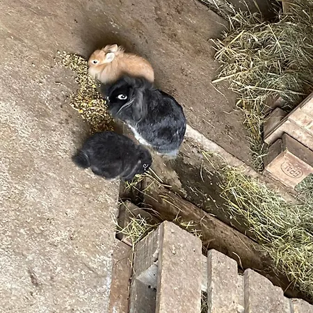 別荘 Domaine Du Saaj Cote Opale 8 Personnes *